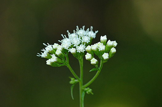 zaki-20140929-marubafujibakama.jpg