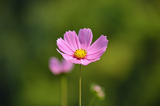 zaki-20140930-kosumosu.jpg