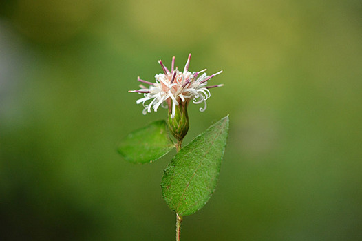 zaki-20141012-koyaboki.jpg