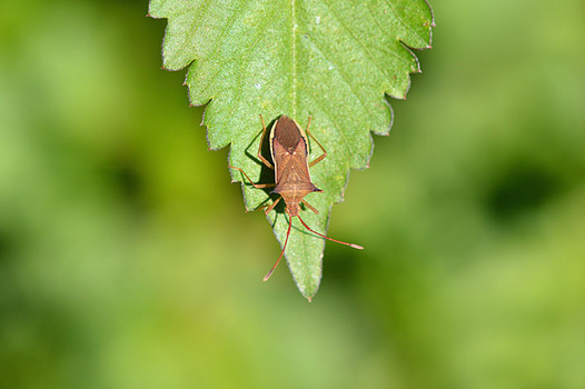 zaki-20141019-harikamemushi.jpg