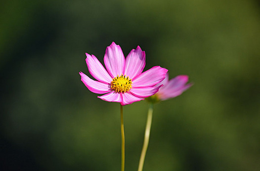 zaki-20141024-kosumosu.jpg