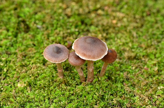 zaki-20141026-kinoko.jpg