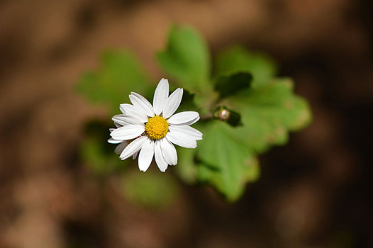 zaki-20141029-ryunogiku.jpg