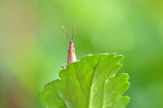 zaki-20141031-onbubata.jpg