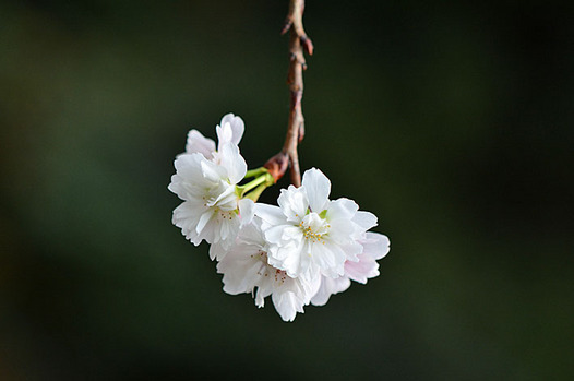 zaki-20141106-jyugatsuzakura.jpg