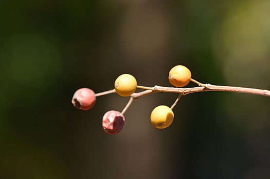 zaki-20141113-enoki-mi.jpg