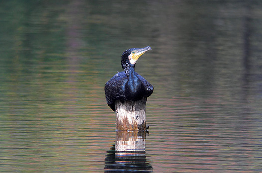 zaki-20141117-kawau.jpg