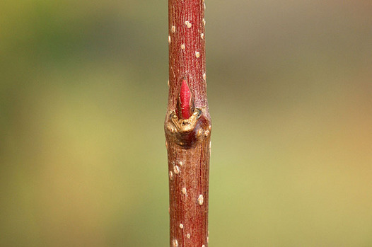 zaki-20141128-katsura-yokon.jpg