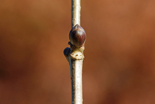 zaki-20141202-niwatoko-yokon.jpg