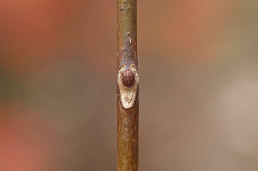 zaki-20141204-kihada-yokon.jpg