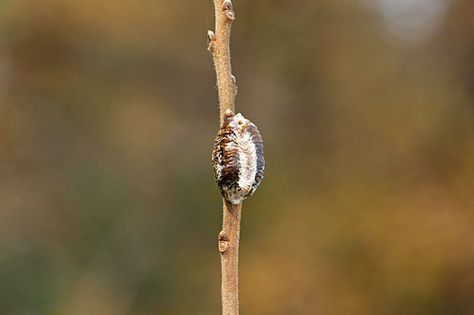 zaki-20141212-harabirokamakiri-ranno.jpg