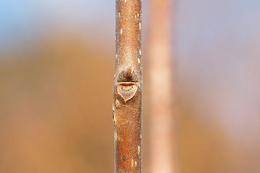 zaki-20141214-kaki-yokon.jpg