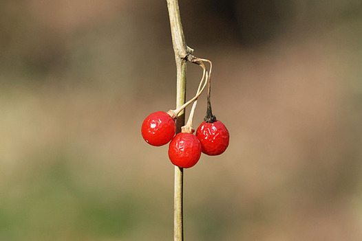 zaki-20141218-hadakahozuki-mi.jpg