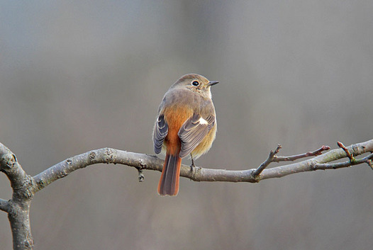 zaki-20141223-jobitaki-mesu.jpg