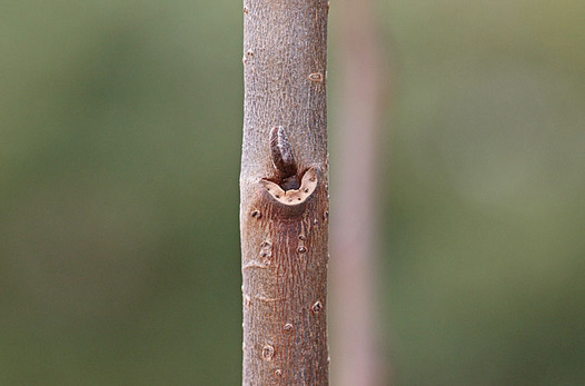 zaki-20141225-popo-yokon.jpg