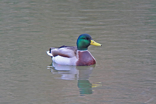 zaki-20150102-magamo-osu.jpg