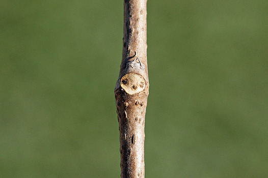 zaki-20150103-kuzu-yokon.jpg
