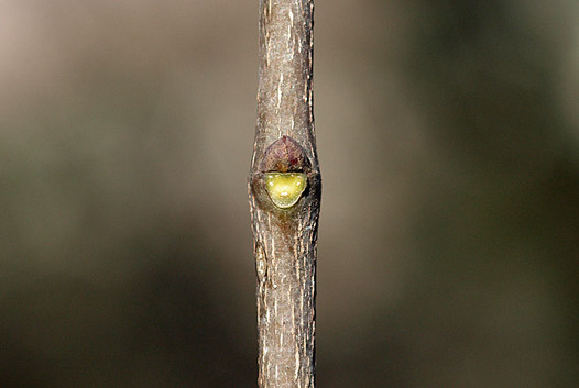 zaki-20150114-gonzui-yokon.jpg