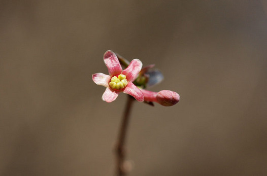 zaki-20150114-uguisukagura.jpg