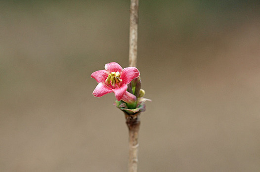 zaki-20150124-uguisukagura.jpg