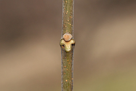 zaki-20150125-sendan-yokon.jpg