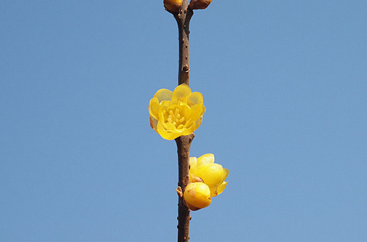 zaki-20150125-soshinrobai.jpg