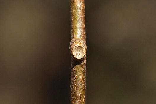 zaki-20150128-kiui-yokon.jpg