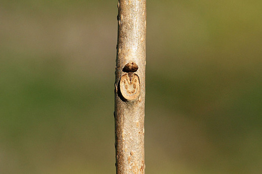 zaki-20150131-kusagi-yokon.jpg