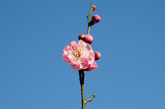 zaki-20150131-ume.jpg