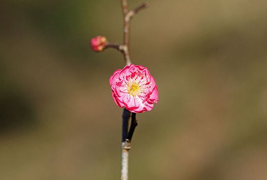 zaki-20150131-ume.jpg
