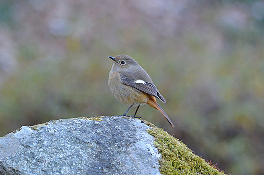 zaki-20150202-jobitaki-mesu.jpg