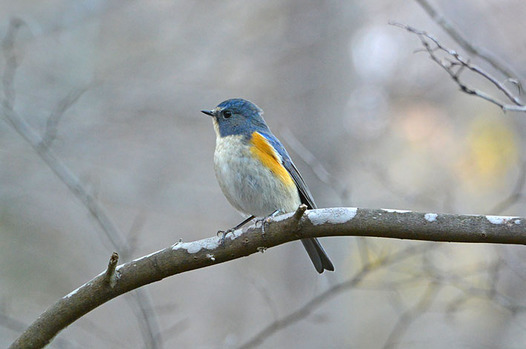 zaki-20150202-ruribitaki-osu.jpg