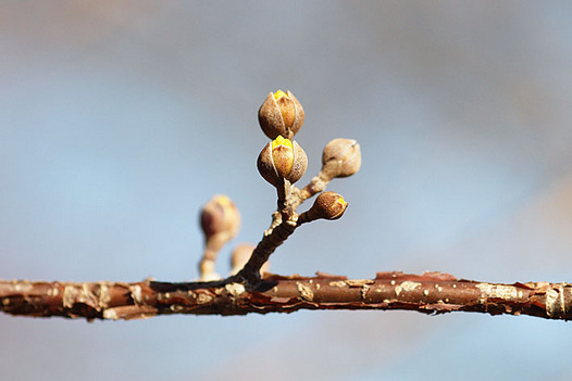 zaki-20150202-sanshyuyu-tsubomi.jpg