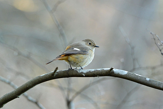zaki-20150203-jobitaki-mesu.jpg