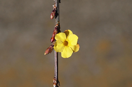 zaki-20150203-obai.jpg