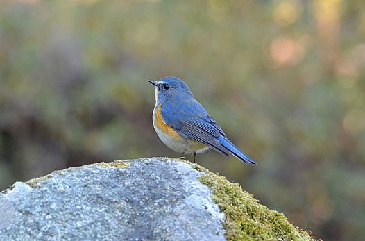 zaki-20150203-ruribitaki-osu.jpg