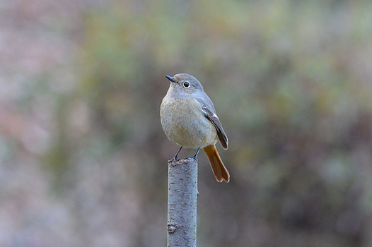 zaki-20150206-jobitaki-mesu.jpg