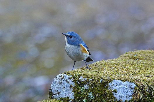 zaki-20150206-ruribitaki.jpg