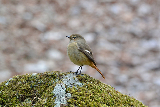 zaki-20150209-jyobitaki-mesu.jpg