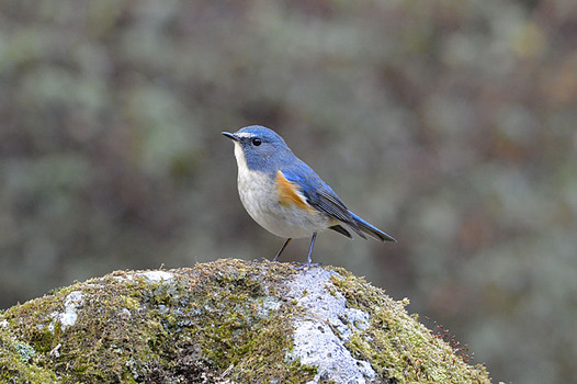 zaki-20150209-ruribitaki-osu.jpg