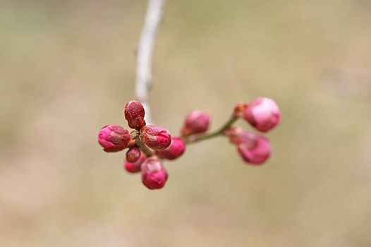zaki-20150209-ume-tsubomi.jpg