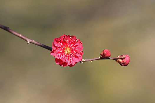 zaki-20150211-ume.jpg