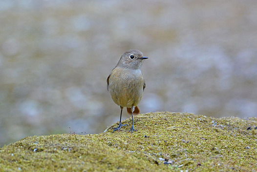 zaki-20150214-jobitaki-mesu.jpg
