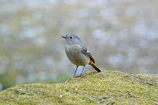 zaki-20150216-jobitaki-mesu.jpg