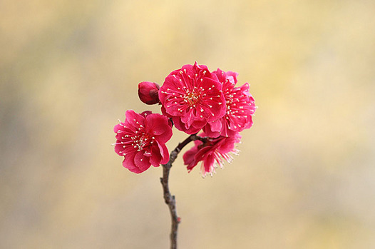 zaki-20150217-ume.jpg