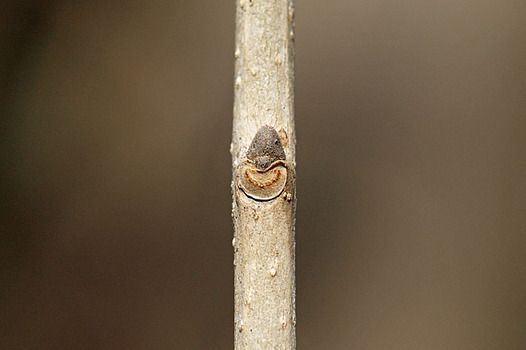 zaki-20150221-aodamo-yokon.jpg