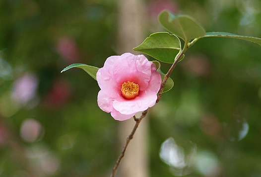 zaki-20150221-tsubaki.jpg