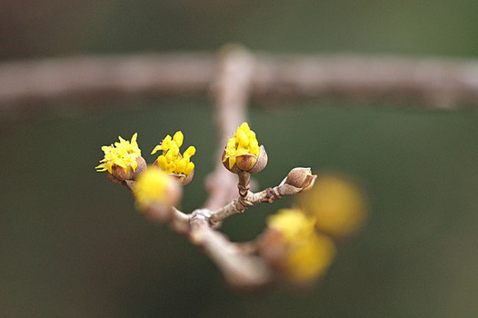zaki-20150222-sanshyuyu.jpg