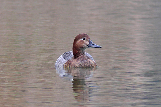 zaki-20150224-hoshihajiro-mesu.jpg