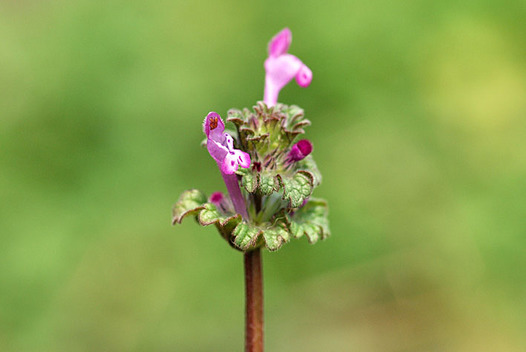 zaki-20150224-hotokenoza.jpg